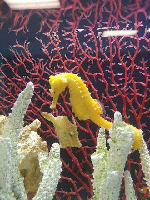 Sea Gems Aquatics, LLC Sea Gems Aquatics, LLC